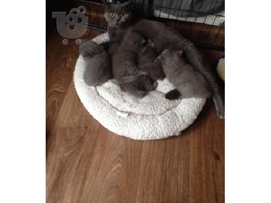 PoulaTo: 6 όμορφες British Shorthair γατάκια έτοιμοι για νέες κατοικίες